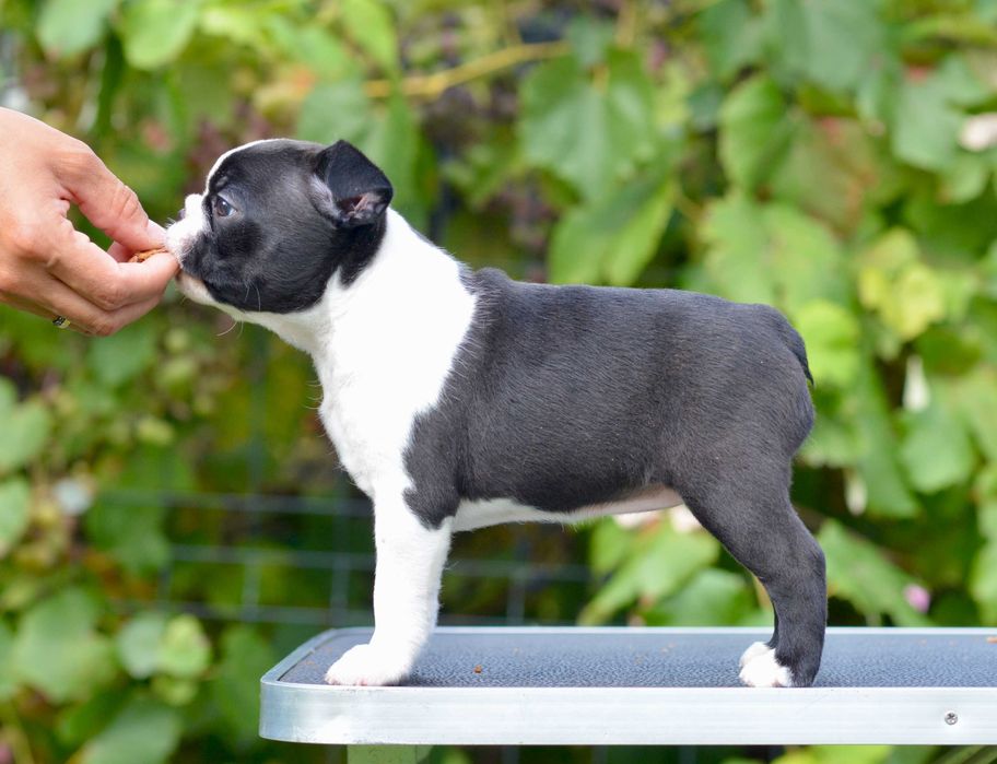 Boston terrier - suczka ZKWP Poznań