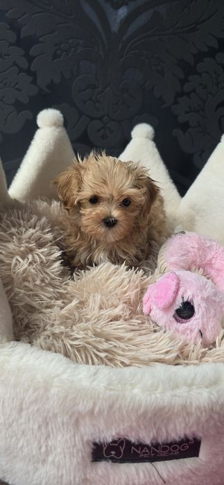 Maltipoo Szczeniaczek Suczka