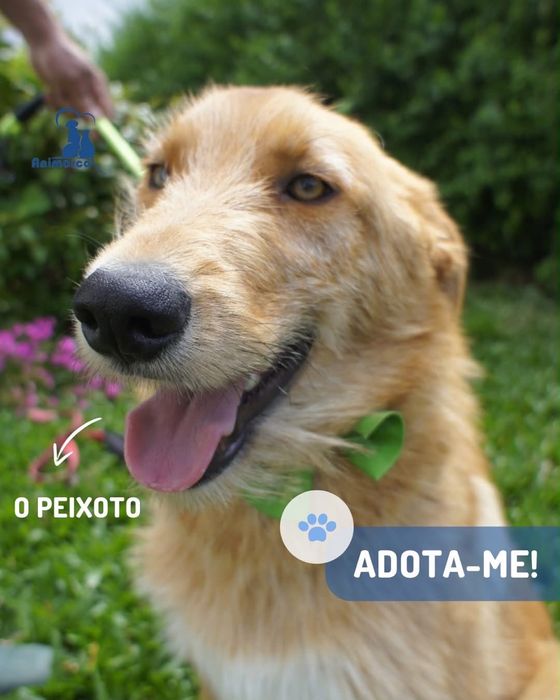 Peixoto cao para adoção