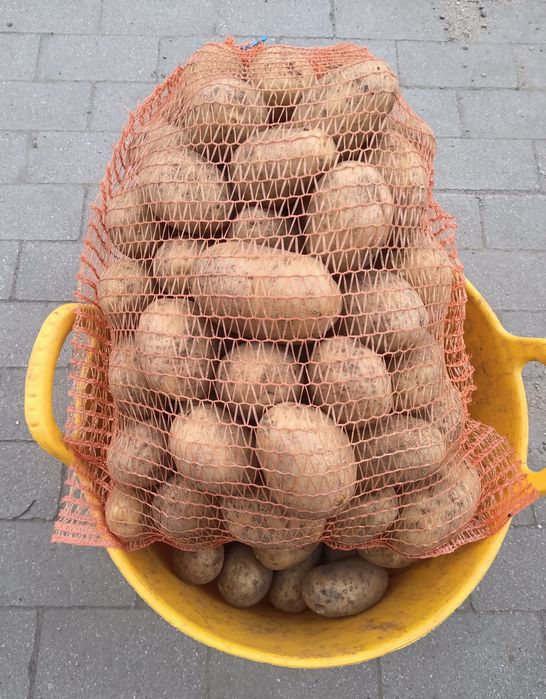 Ziemniaki jadalne Lilly