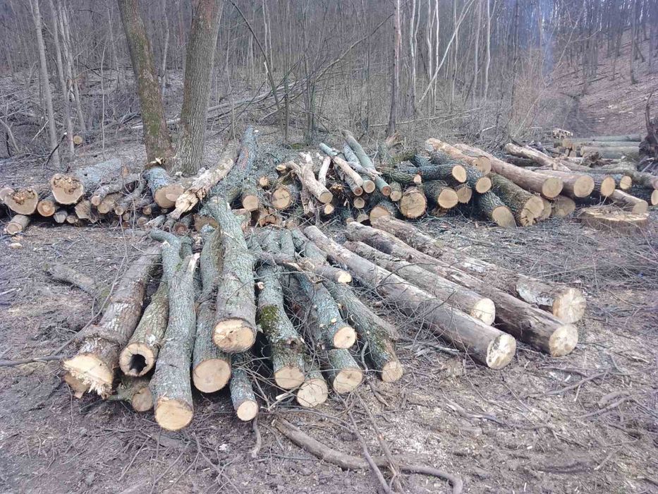 Дрова твердих порід
