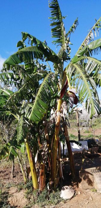 Bananeiras que produzem em Portugal Continental