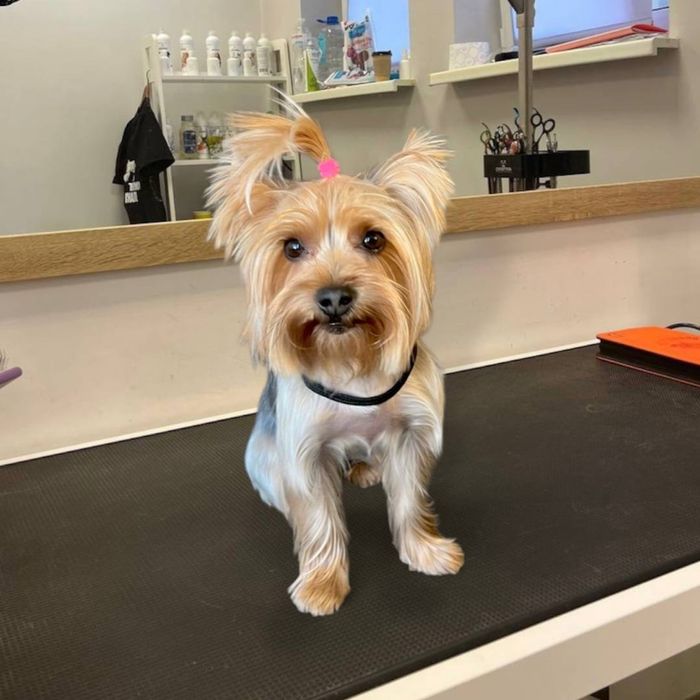 Груминг с любовью