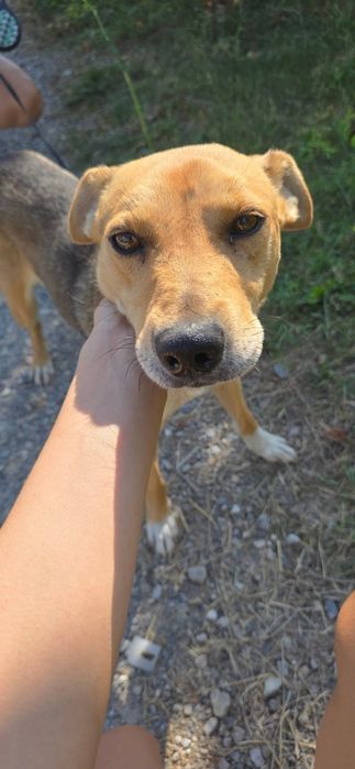 Będę twoim najlepszym przyjacielem