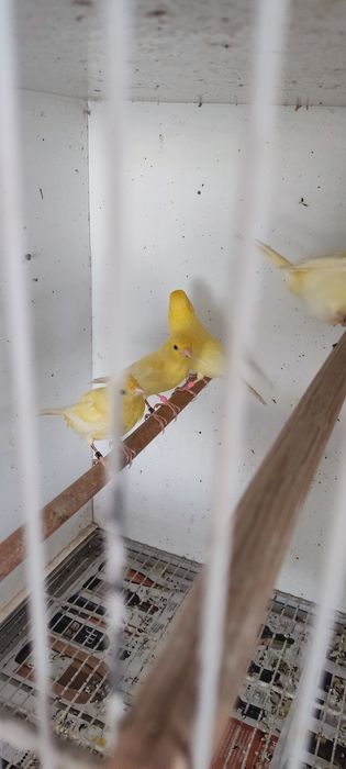 canario harrz roller macho para dispensar