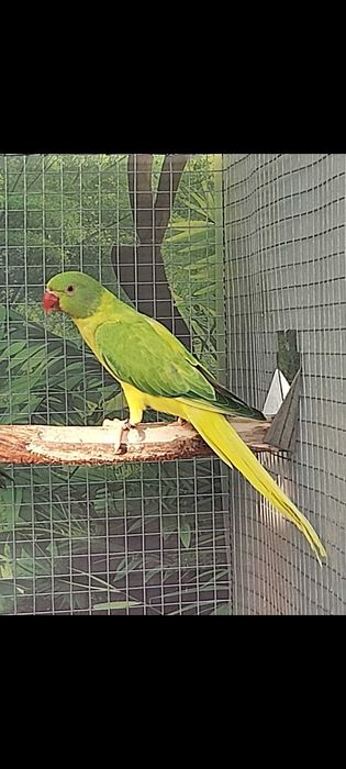 Ringnecks  disponiveis