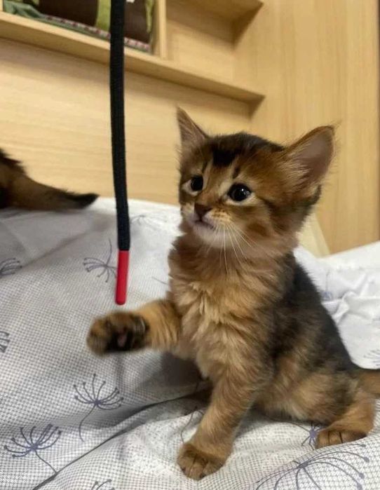 Сомалийские котята белочки