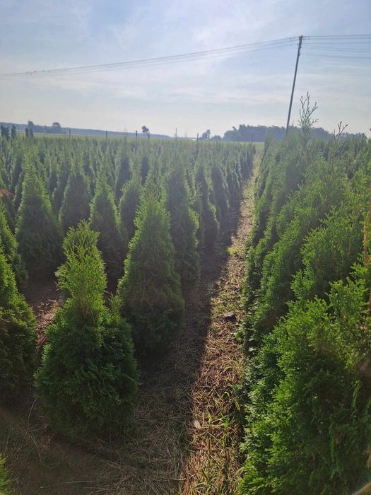 Tuja Szmaragd 100-200cm