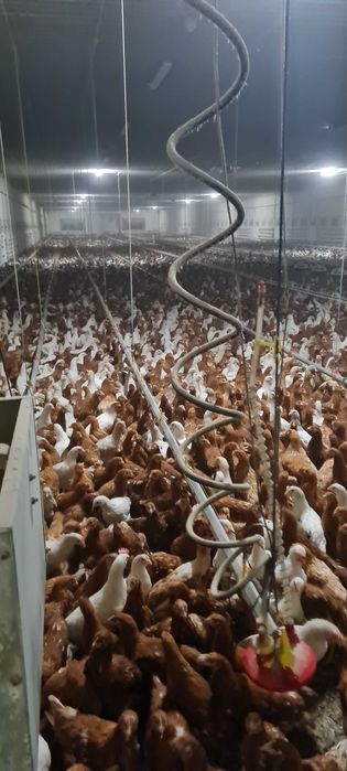 KURY NIOSKI Młode z pierwszym jajkiem.HURT-DETAL.Ferma Drobiu.