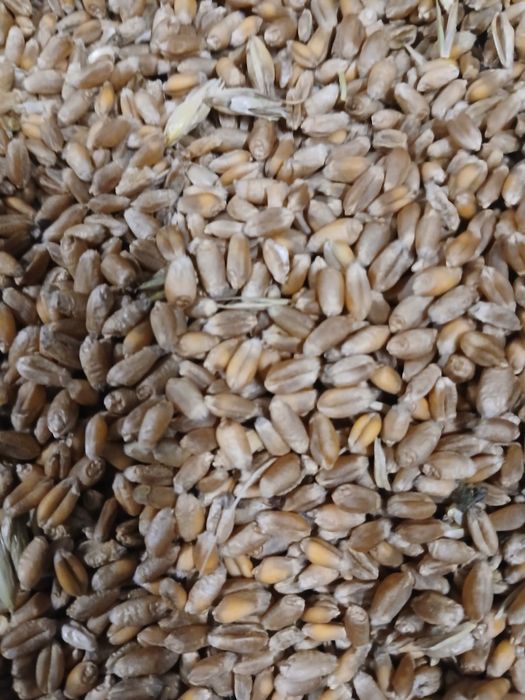 Pszenica jara KWS Dorium