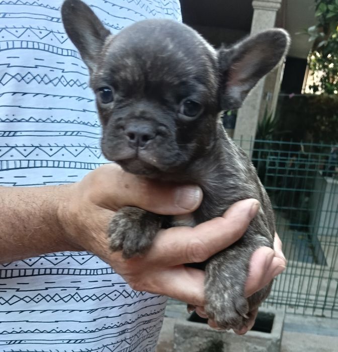 Bulldog francês blue Brindle