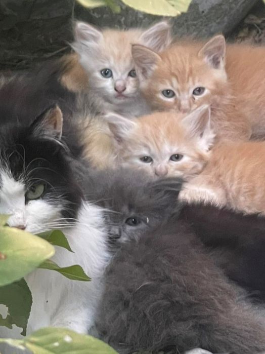 Віддам котиків у добрі ручки