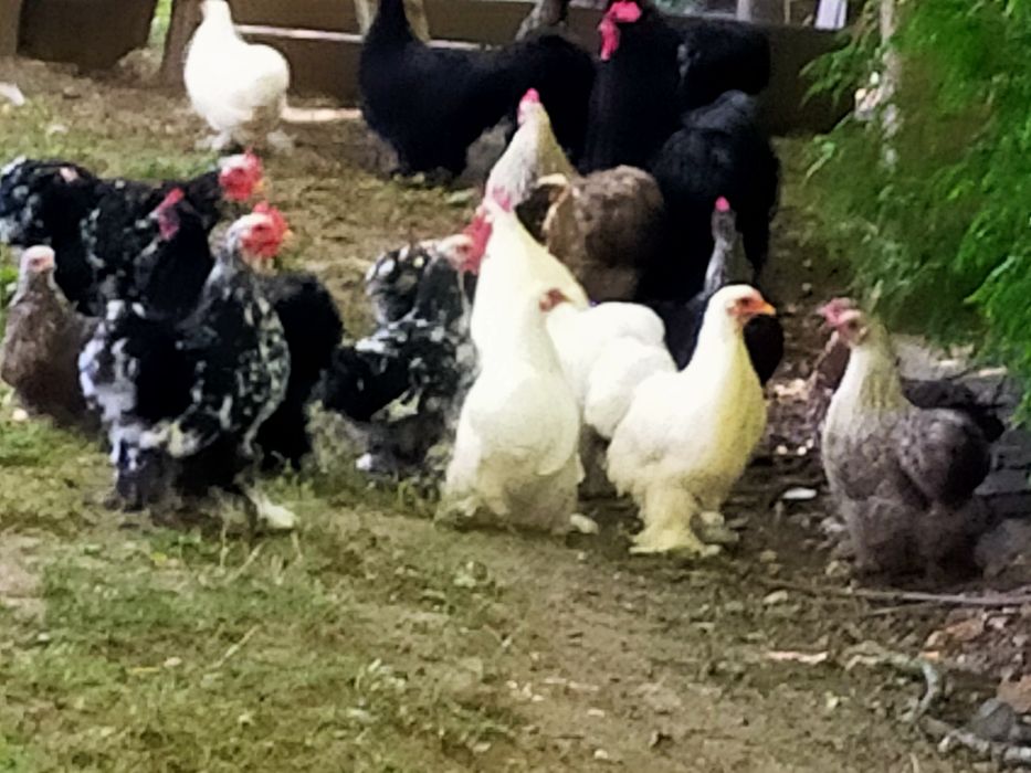 Kurki karzełki kochiny miniaturki