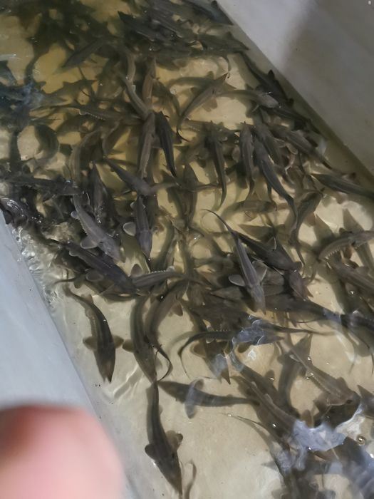 Приймаємо замовлення на малька