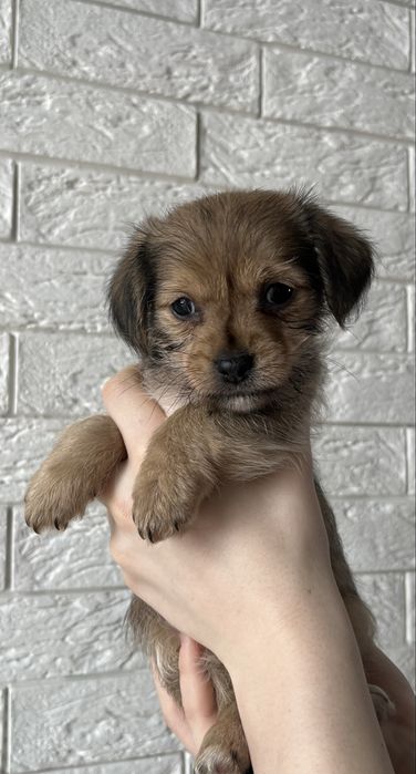 Віддам цуценят(маленького розміру)