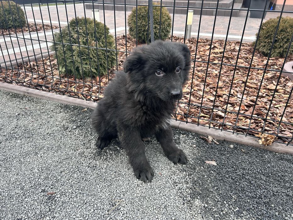 Szczeniak Owczarek Niemiecki Długowłosy