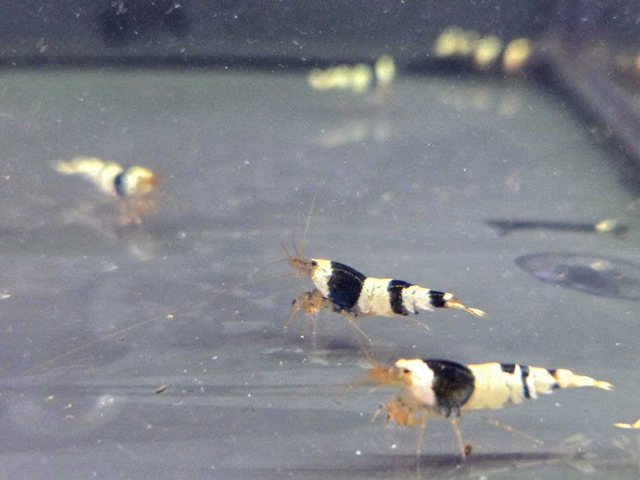 Krewetka caridina crystal black