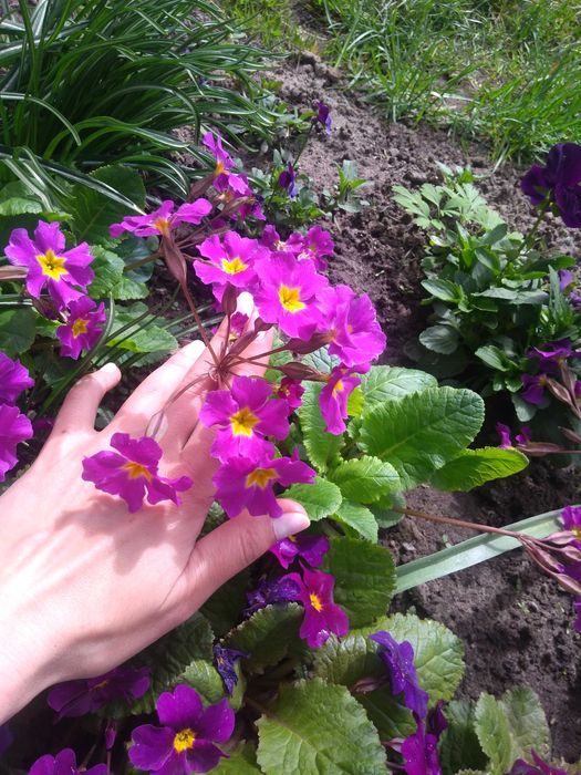 Примула садова первоцвіт