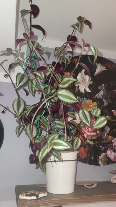 Trzykrotka Tradescantia roślina
