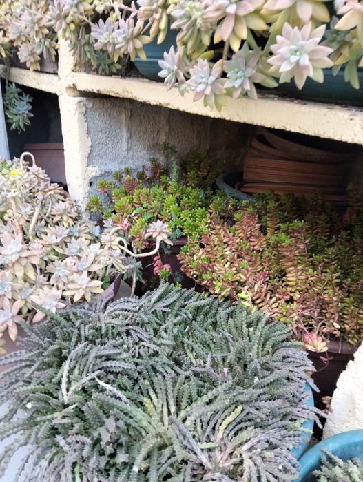 Cactos diversos.