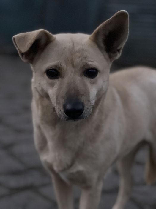 Оливка с Херсона чудесная девочка ищет семью