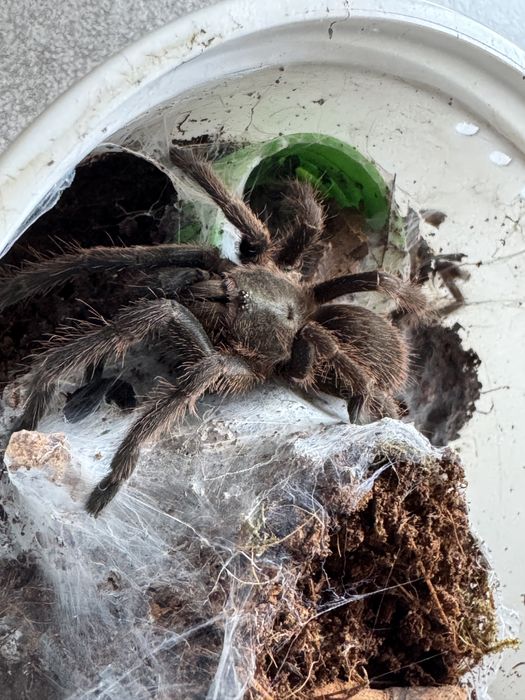 Chilobrachys sp blue vietnam