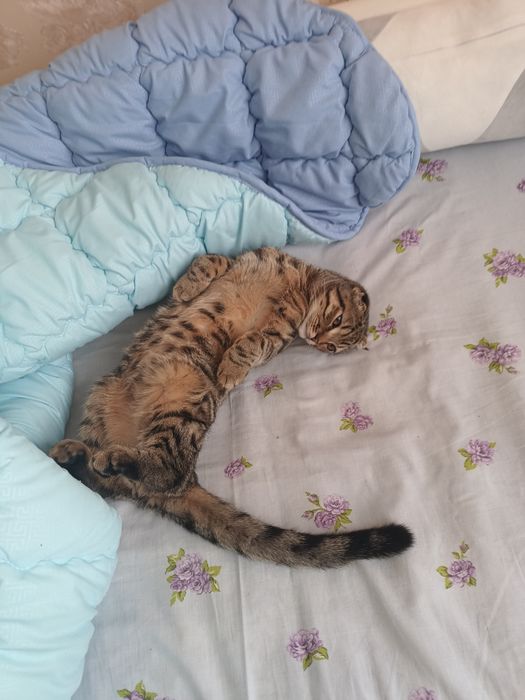 Шикарный Кот приглашает на вязку