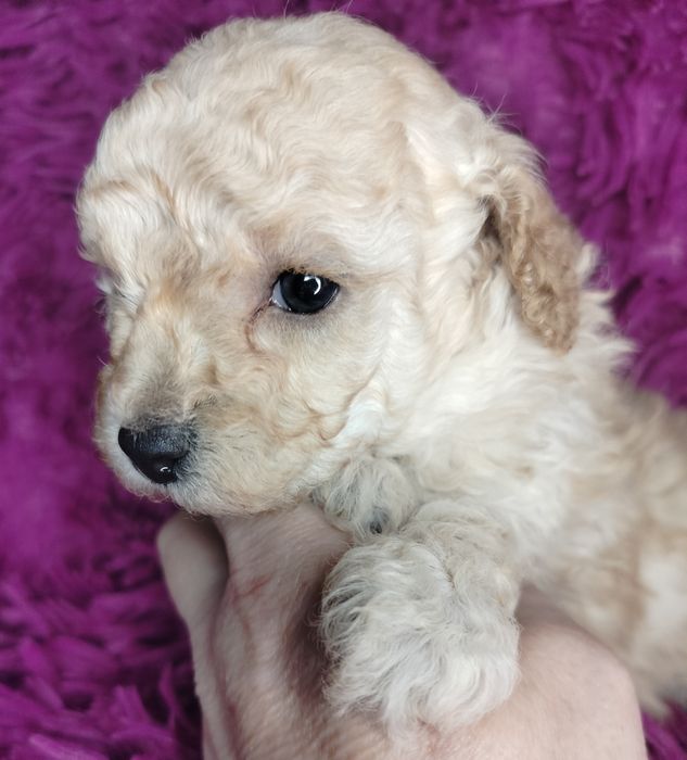 Pudel Toy/Miniatura w kolorze creme-apricot.

Rodzice maluszków to m