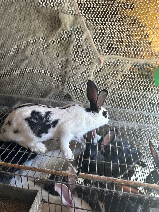 Vendo coelhos de raça borboleta e Nova Zelândia