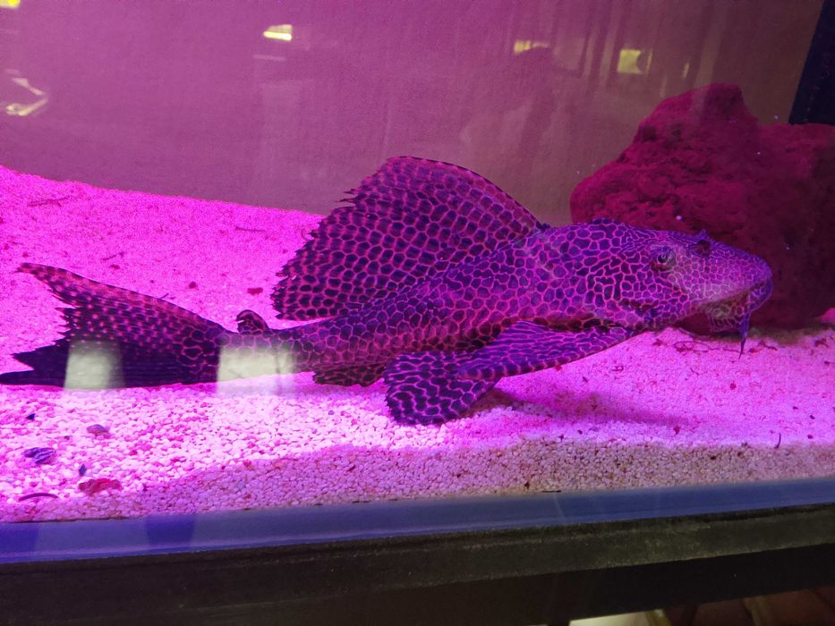 Glonojad gibbiceps