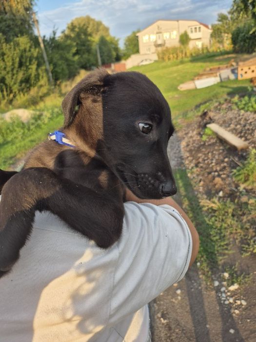 цуценята в добрі руки