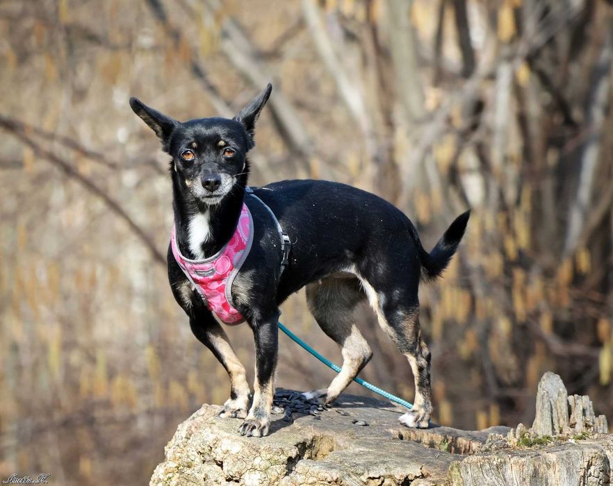 Pinczer TEKLA poleca się do adopcji!