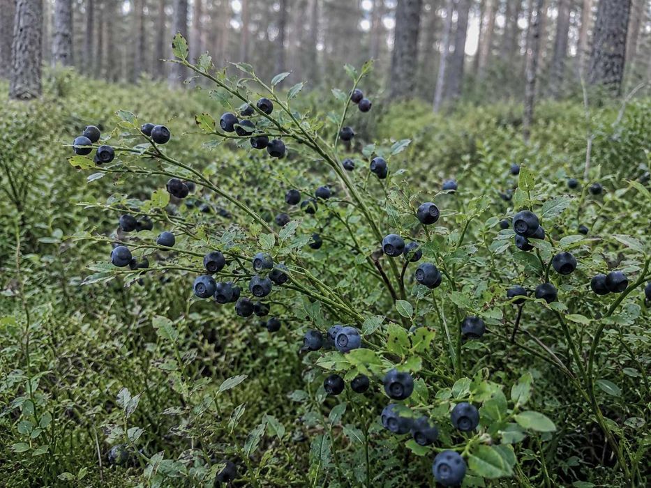 Świeże jagody leśne na zamówienie – prosto z lasu