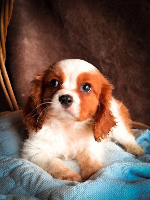Idealny Cavalier King Charles Spaniel po szkoleniu behawioralnym