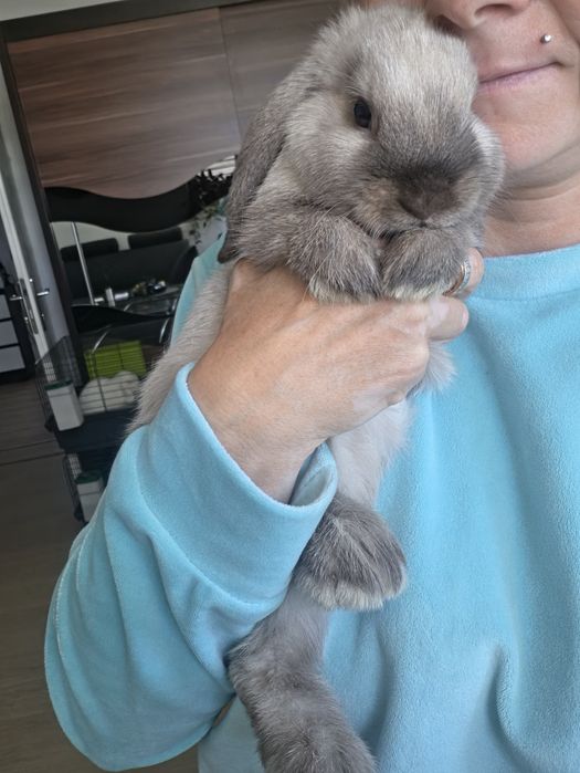 Króliczki Mini lop hodowla zarezerwowana