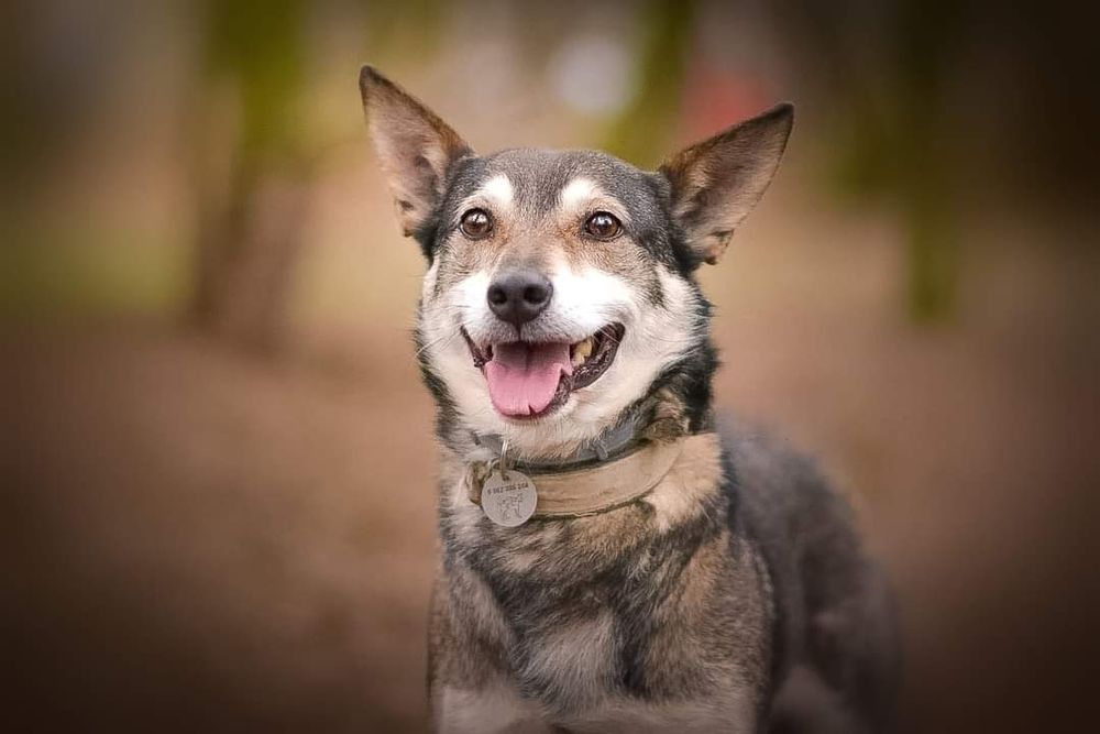 Bakłażan szuka kochającego domu!