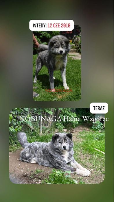 Akita , japońska Suczka czerwona