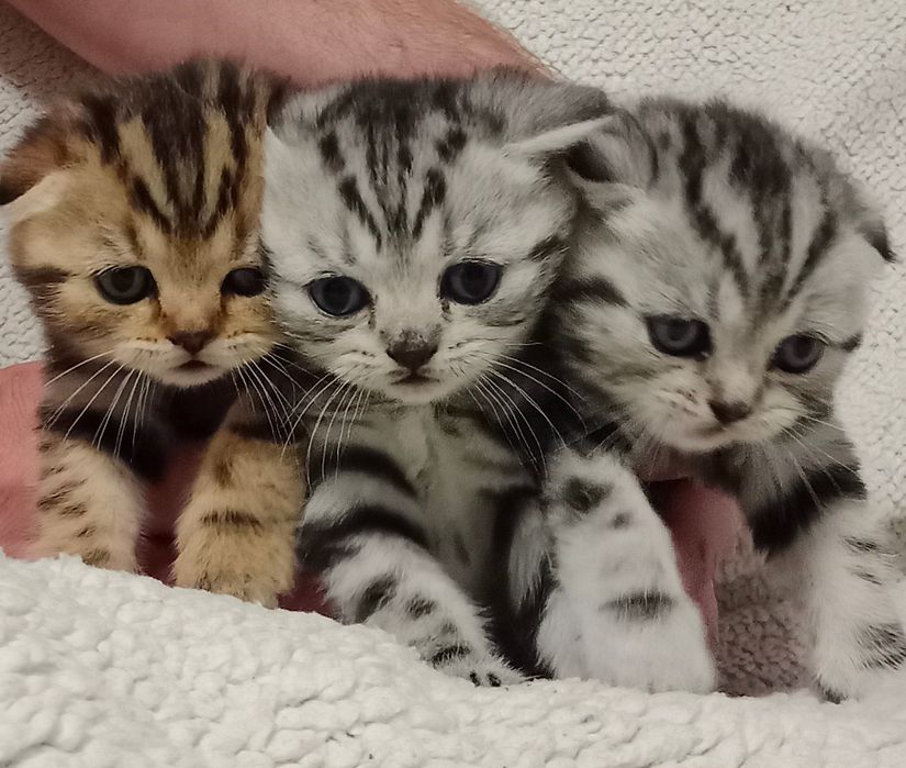 Продам шотландских котят.