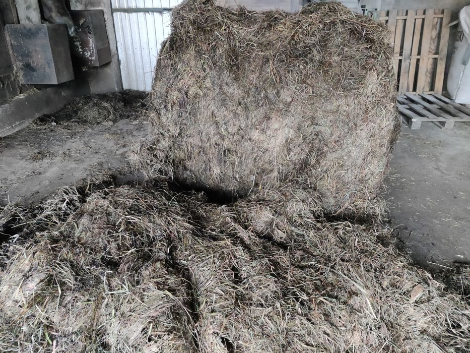 Sianokiszonka 2 pokos 2025 po Claas 250