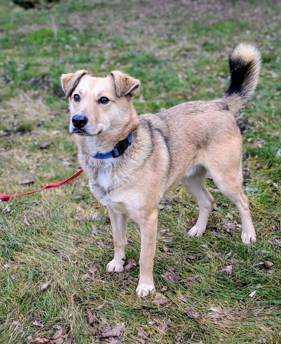 Świetny pies Tofu marzy o nowym domu! Adoptuj!