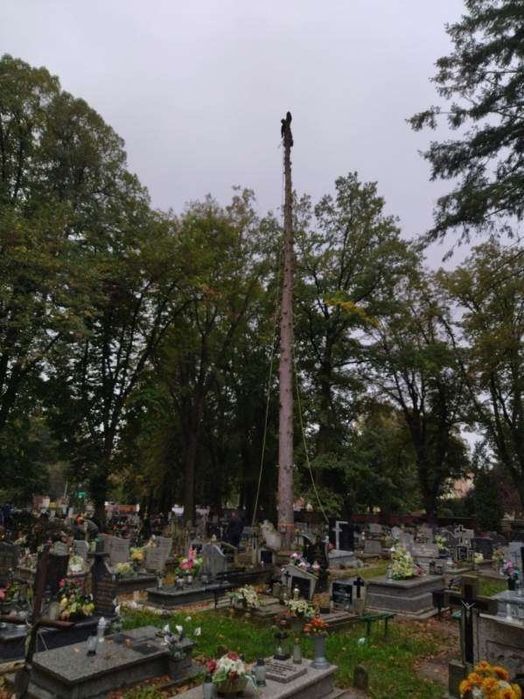Wycinka drzew - pielęgnacja drzew - transport - HDS - rębak - frezowanie pni