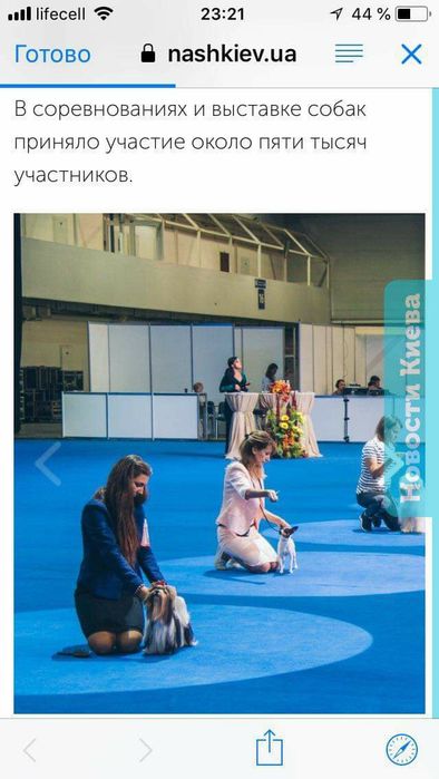 Вязка бивер йорка.