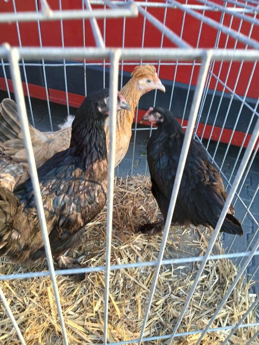 Kury nioski 20 tyg green shell dark shell marans zielonożki zielone jajka czubatki