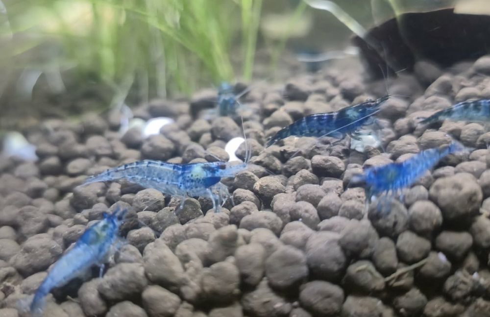 Krewetki Neocaridina ,,Blue Velvet"