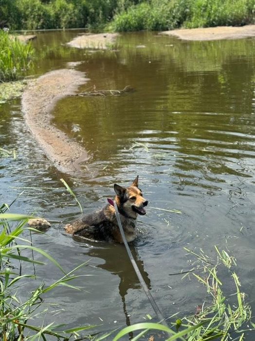Energiczny psiak Gringo szuka domu