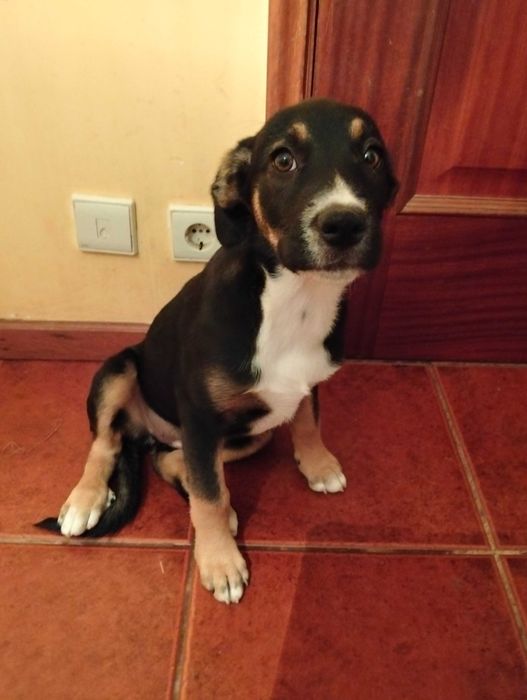 Dou duas cadelas cruzadas de labrador e pastor alemão