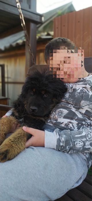 Тибетский мастиф