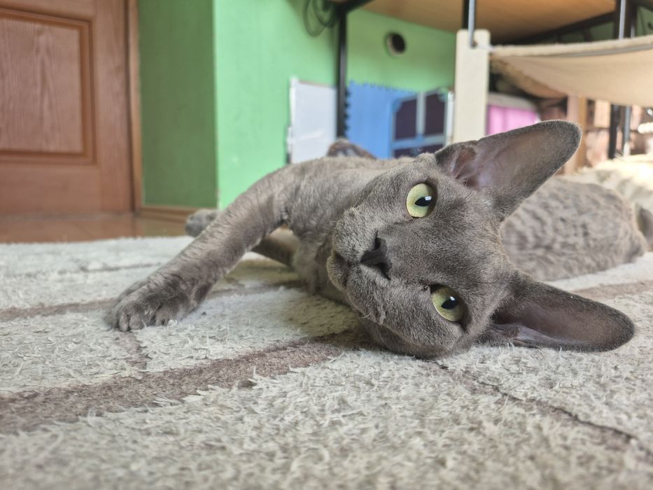 Dorosły niebieski kocur devon rex idealny reproduktor  FPL