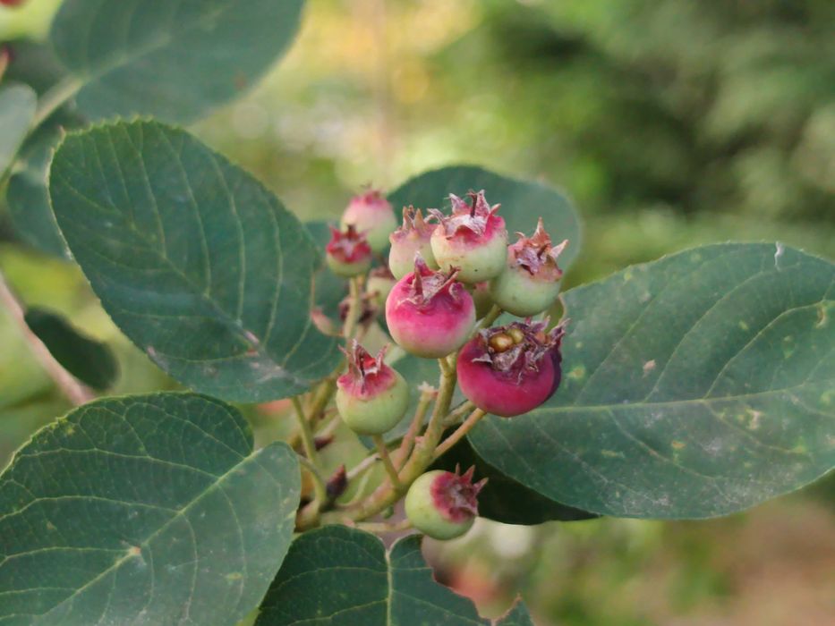Amelanchier ovalis