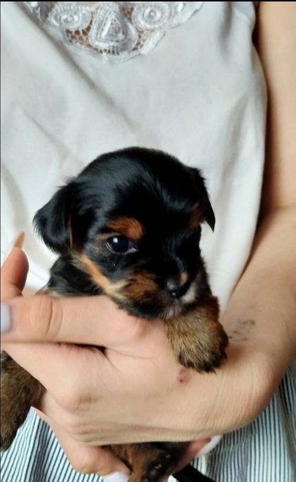 Йорк вязка собаки.